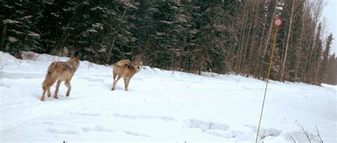 When it’s snowing, wolves hunker down - The Wildlife Society