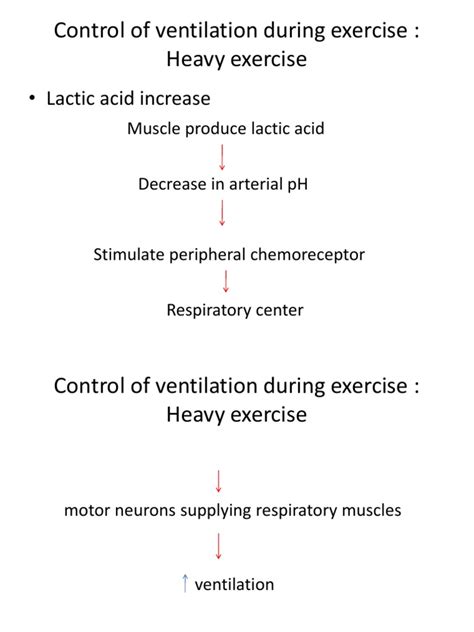 Control of Ventilation During Exercise | PDF