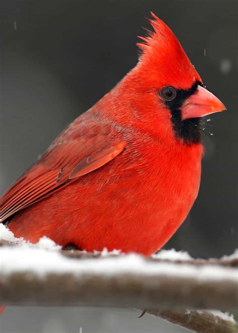 How to Choose the Best Cardinal Bird Feeder: Food, Reviews, FAQ’s, Top ...