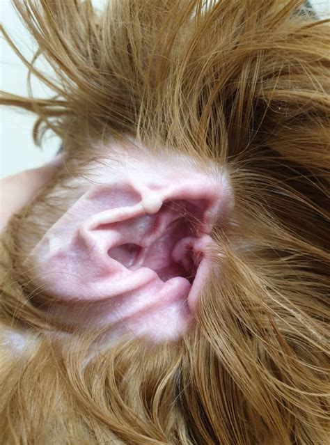 Should Your Groomer Remove Hair From Your Dogs Ears? | Smarty Paws ...