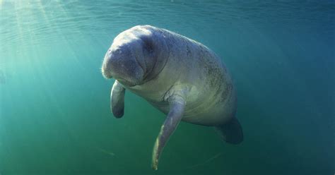 Algal Blooms Have Killed Over 700 Florida Manatees This Year