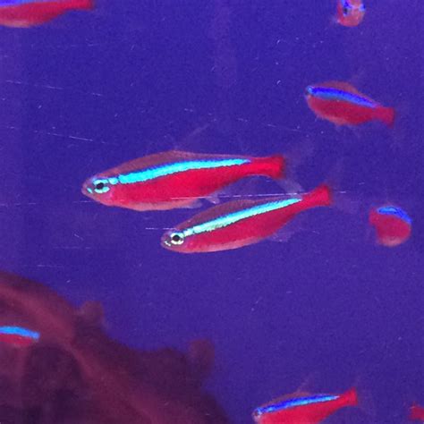 Cardinal Tetra - Wholesale Tropicals