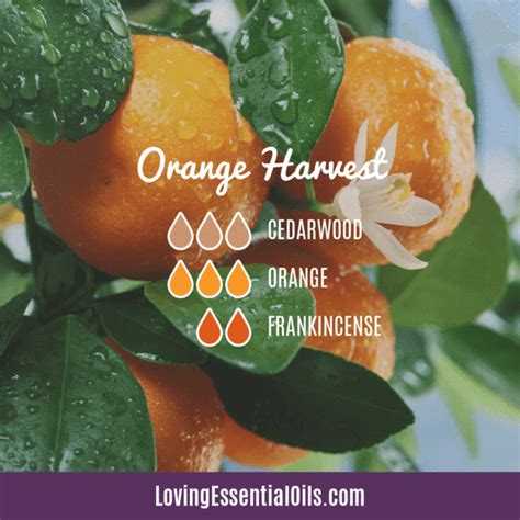 Orange Diffuser Blends - 10 Blissful Essential Oil Recipes | Recipe | Orange essential oil ...