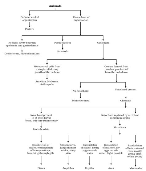 Classification of Vertebrata (Phylum Chordata)