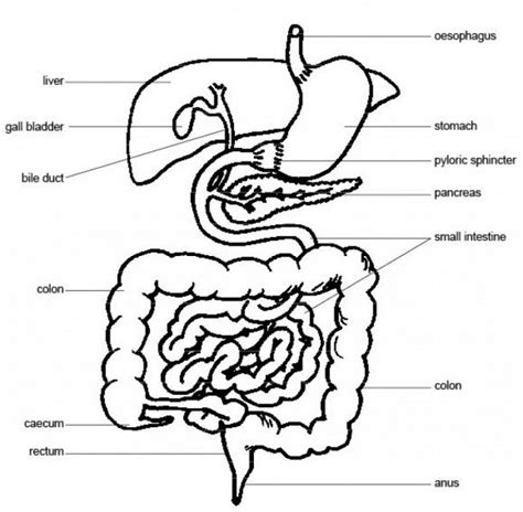 Pig Digestive System Diagram Labeled