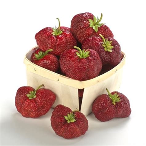 best tasting strawberry varieties