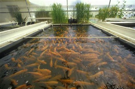 How To Start A Fish Farming Business In Nigeria (Business Plan)