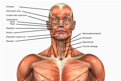 Striated Shoulder/Neck Muscles In Humans – medical anatomy of a female neck – Google Search ...