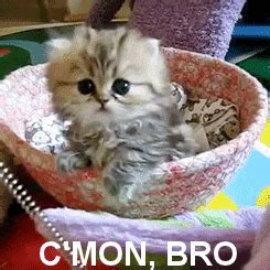 Cmon-bro GIFs - Get the best GIF on GIPHY