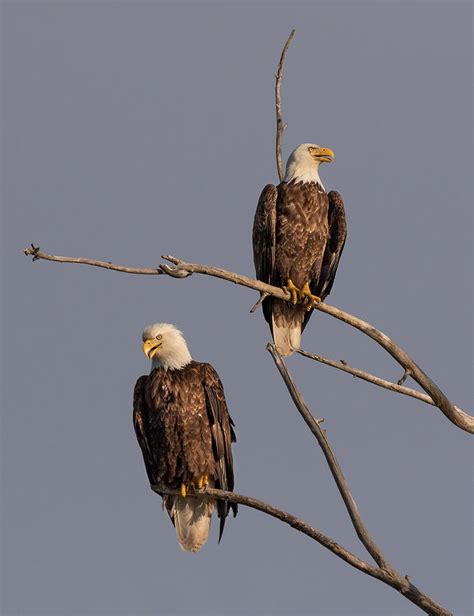 Bald Eagle - mating pair Photograph by Steven Rossi | Fine Art America