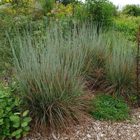 Ornamental Grass: Schizachyrium scoparium Standing Ovation | White ...