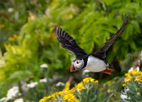 The Quest for Atlantic Puffins | Owen Deutsch Photography