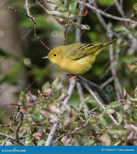 Female Yellow Warbler in Alaska Stock Image - Image of nature, alaska ...