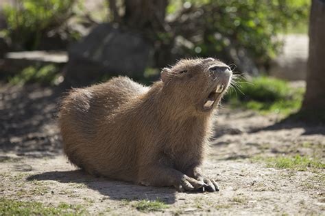 PsBattle: This Capybara yawning : photoshopbattles