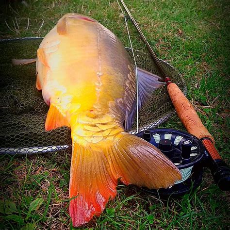 Carp Fishing Tips – Keeping it Simple – Baits, Tackle and Tactics