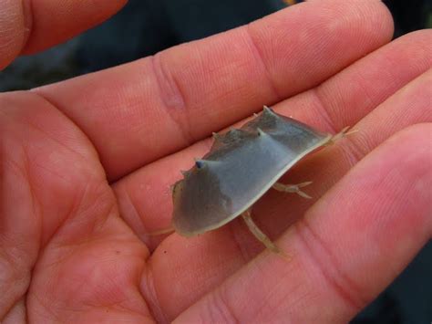 Nature on the Edge of New York City: Baby Horseshoe Crab in Lower New York Bay