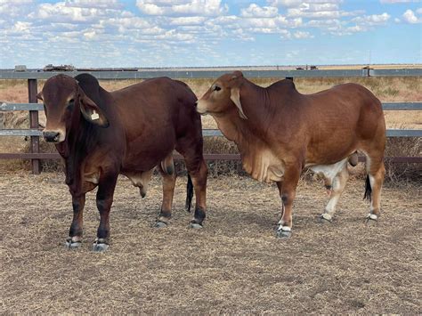 LOT 682 - RED BRAHMAN & RED BRAHMAN DROUGHTMASTER CROSS HERD BULLS FOR ...