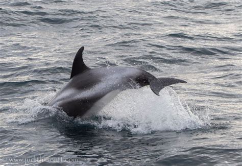 white beaked dolphin iceland | lakitours.com