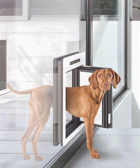 Photo of the PetWalk pet door | Large dog door, Dog door, Pet door