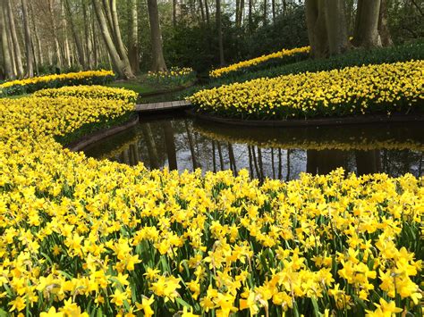 How Deep Do You Plant Daffodils In Pots? - DutchGrown