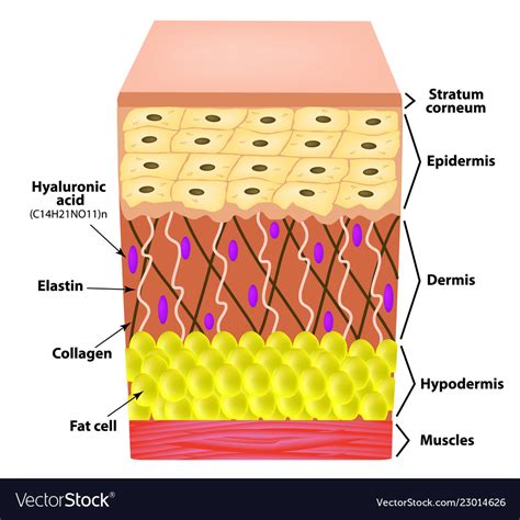 Anatomical structure skin elastin Royalty Free Vector Image