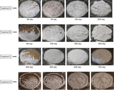 Typical examples of precipitation patterns in different treatments. The ...