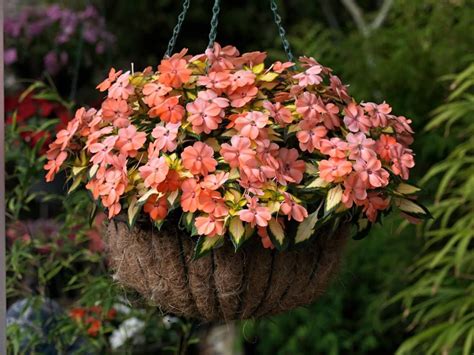 Colorful and Low-Maintenance Spreading Salmon SunPatiens