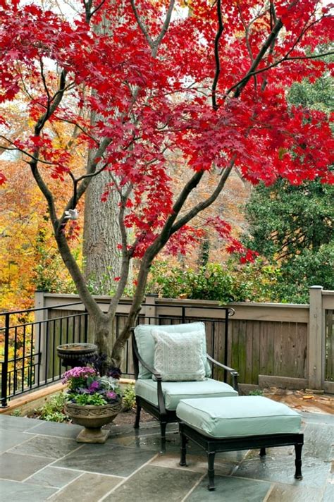 The 18 Best Trees for Small Gardens – Rhythm of the Home