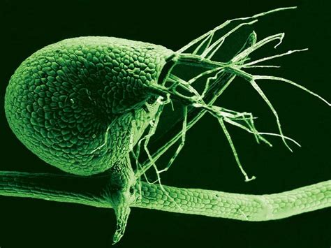 Bladderwort - Carnivorous Plant Resource