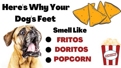 Here's Why Your Dog's Feet Smell Like Fritos, Doritos, Cheetos or Popcorn - YouTube