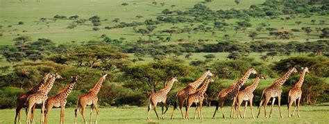 Kenya Masai Mara Safari Packages