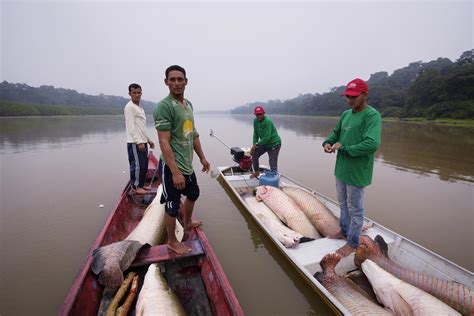 In the Amazon, a giant fish helps save the rainforest | AP News