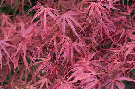 Acer palmatum 'Red Pygmy'