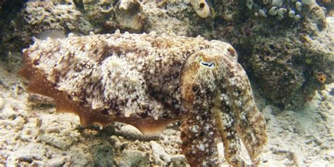 Octopus-Inspired Camouflage: New Material Can Take on Color of Surroundings