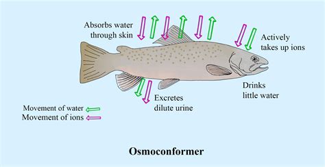 Osmoconformer are animals that(a) Do not actively control the osmotic ...