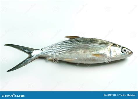 Milkfish (Chanos Chanos) Stock Photo - Image: 43887910