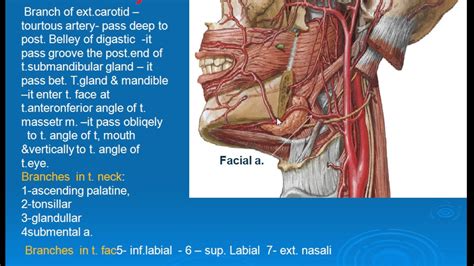 49 Facial artery - YouTube