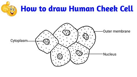 How to draw cheek cell step by step for beginners - YouTube