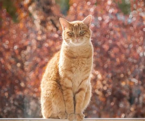 Why Are Orange Tabby Cats So Affectionate (Explained!) - Animals HQ