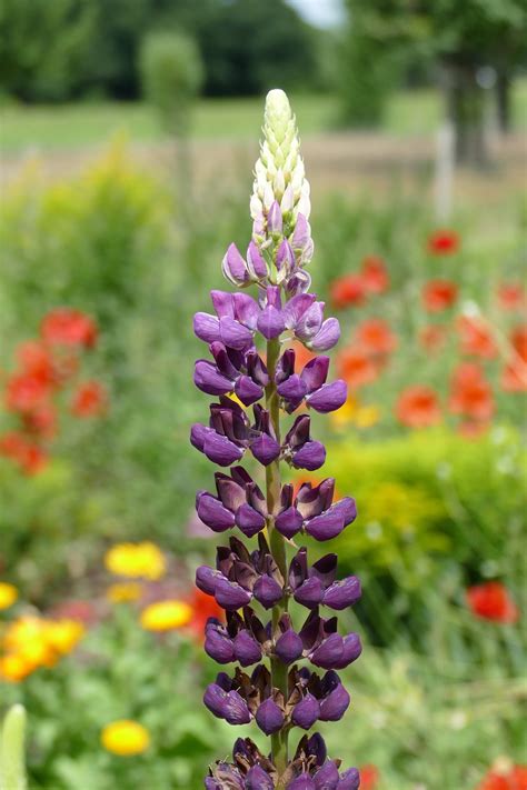 Lupin Lupinus Polong-Polongan - Foto gratis di Pixabay - Pixabay