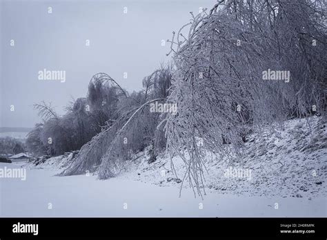 Ice storm impacts on trees Stock Photo - Alamy