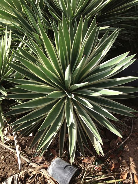 Agave angustifolia - Caribbean Agave Variegated