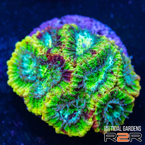 Tidal Gardens Coral Mania Sale | REEF2REEF Saltwater and Reef Aquarium ...