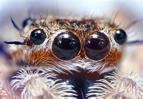 How Many Eyes Does a Spider Have? What Do Spider Eyes Look Like ...