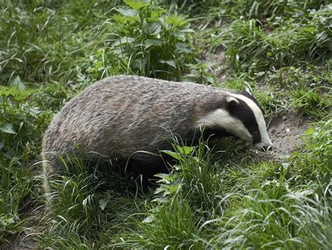 Badger sett protected using ground penetrating radar survey