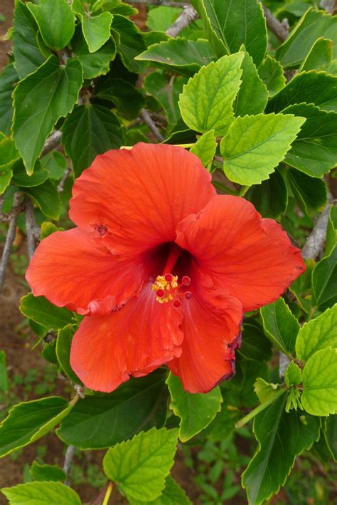 Maui flower | Hibiscus flowers, Flowers, Hibiscus