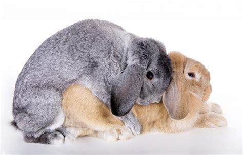 What You Need to Do When Your Rabbit Is On Its Gestation Period? | Here ...