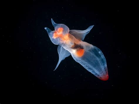 sea angel | Smithsonian Photo Contest | Smithsonian Magazine