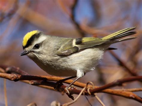 Golden-crowned Kinglet - eBird