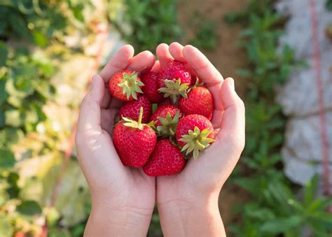 10 strawberry garden ideas ???? ???? Cultivating a patch of sweet, sun ...